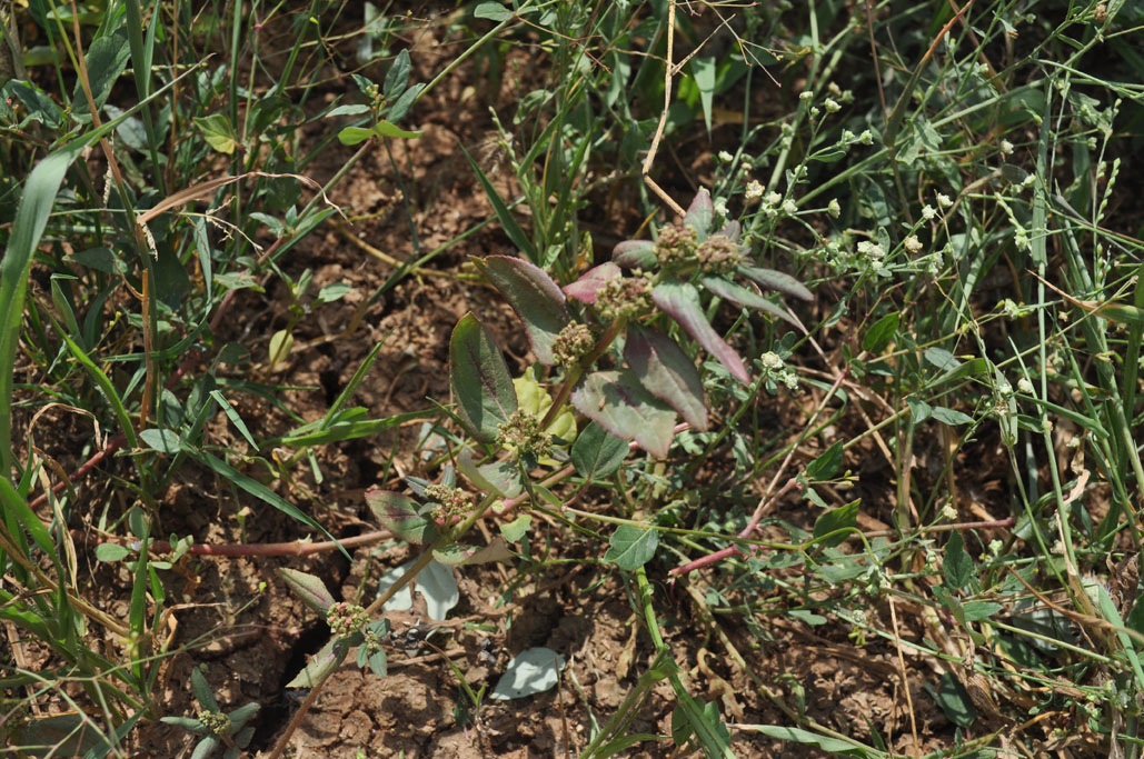 Euphorbia hirta